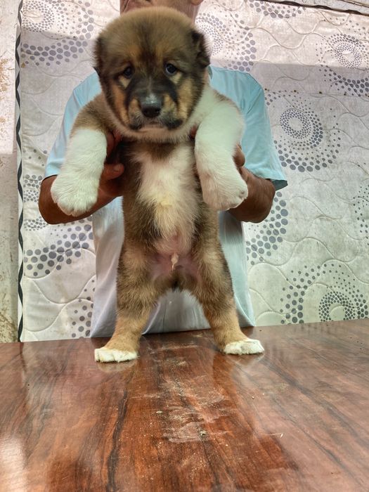 Щенок Кафказского Алабая ( супеп Гигант )