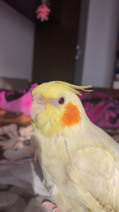 Papagal Nimfă cu obrăjori