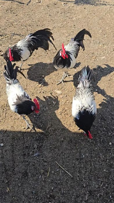 Cocoși din rasa lakenfelder