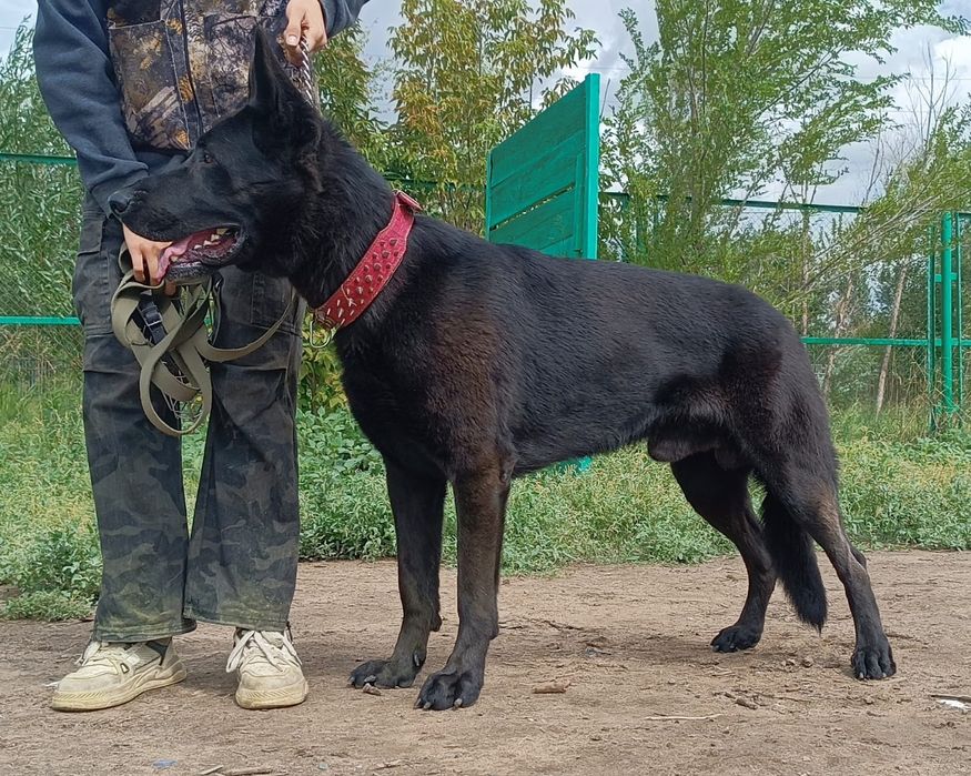 Вязка, кобель ВЕО