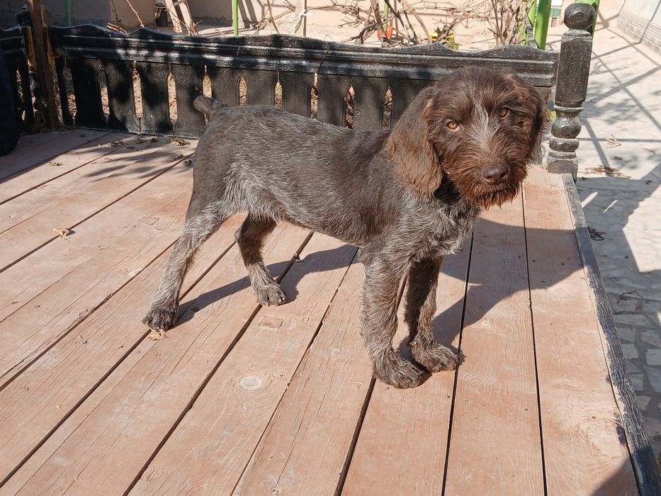 Кучук сотилади. 4 ойлик