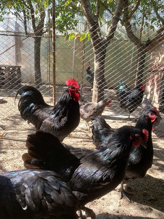 Cocos Australorp Negru de vanzare