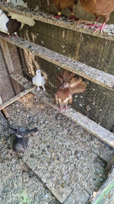 Vind porumbei pavasi.