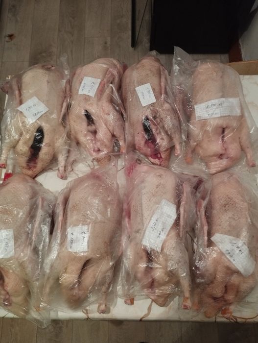 Продам молодых уточек