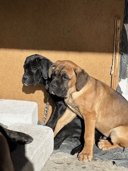 Кане Корсо.