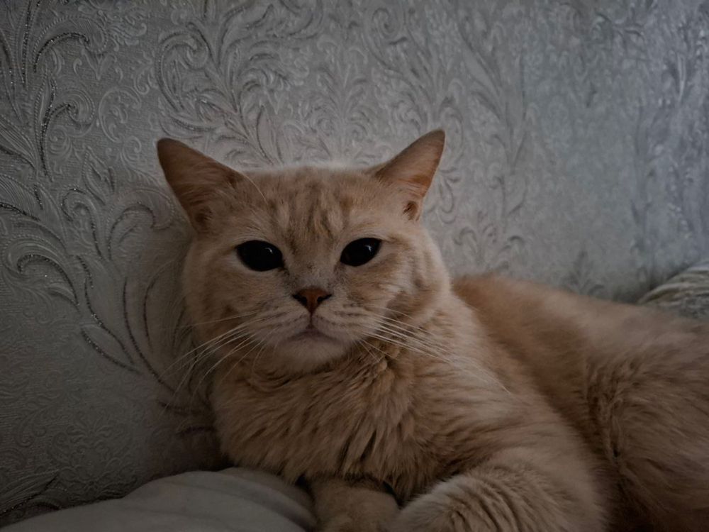 британский кошка