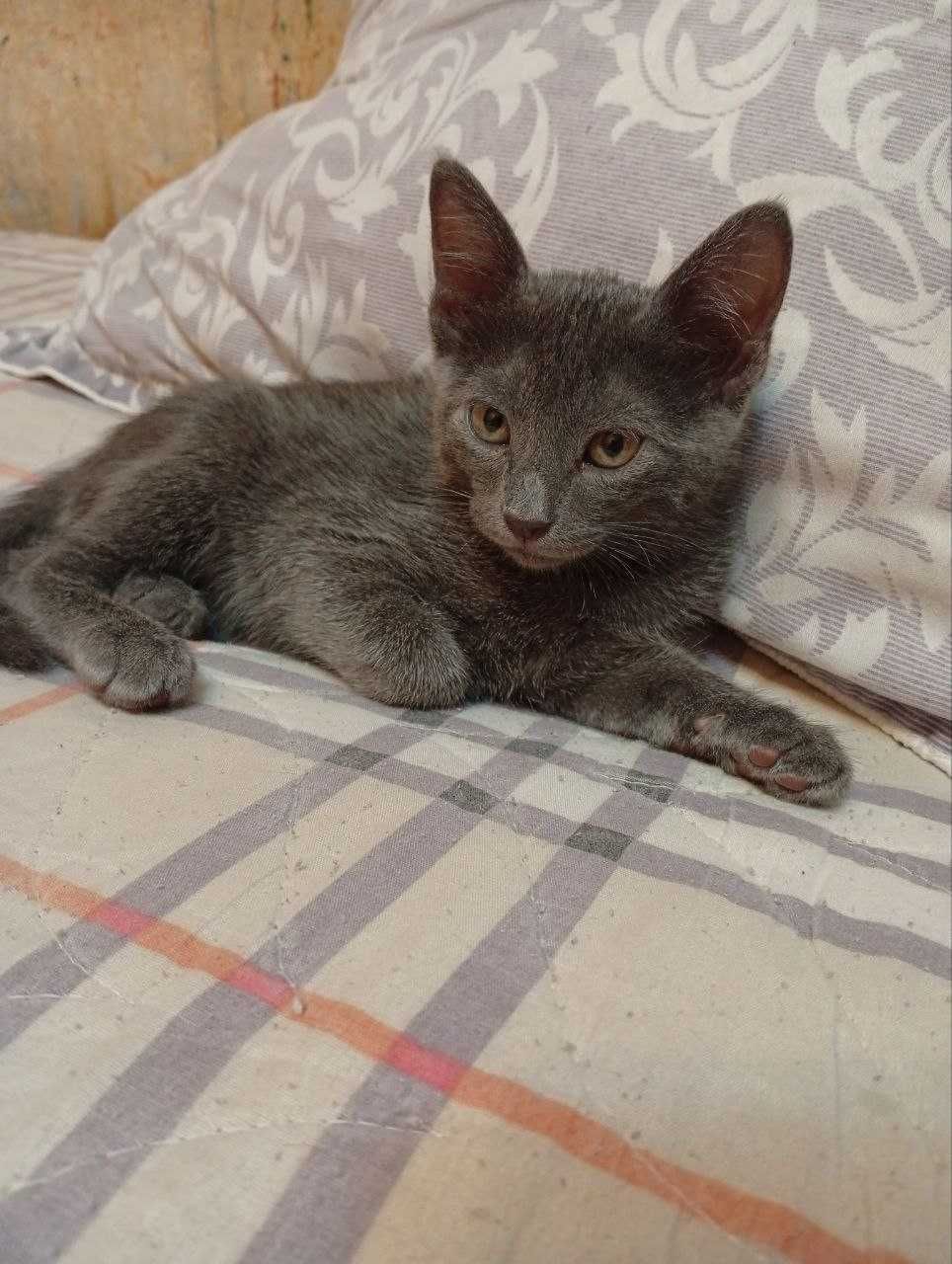 Mushuk russian blue