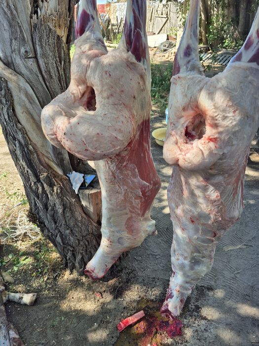 Мясо тушками,баранина,конина,говядина, козлятина!