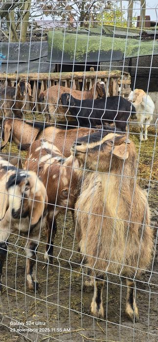 Vand 7 capre si 2 tapi