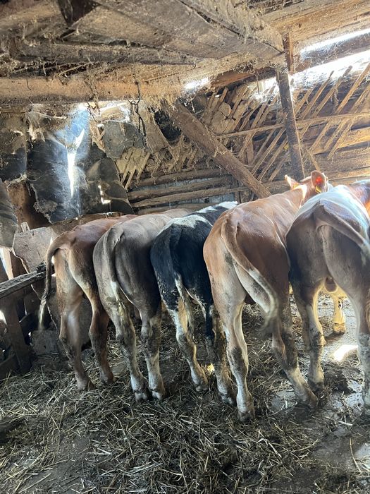 Vand 10 vitei in varsta de 7 luni media de 200 de kg