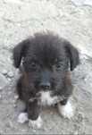 Catelusa pentru adoptie