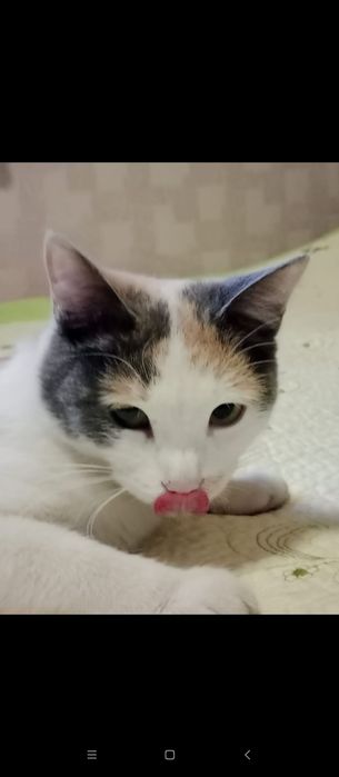 Отдам в добрые руки кошку