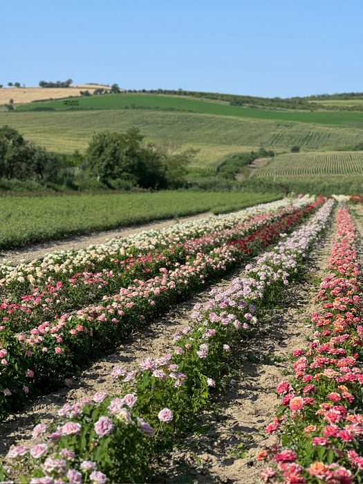 Trandafir cu rădăcina liberã