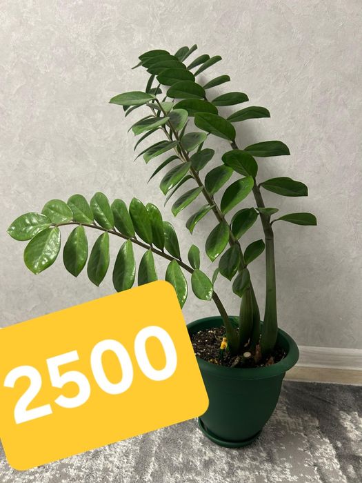 Продаются Комнатные цветы