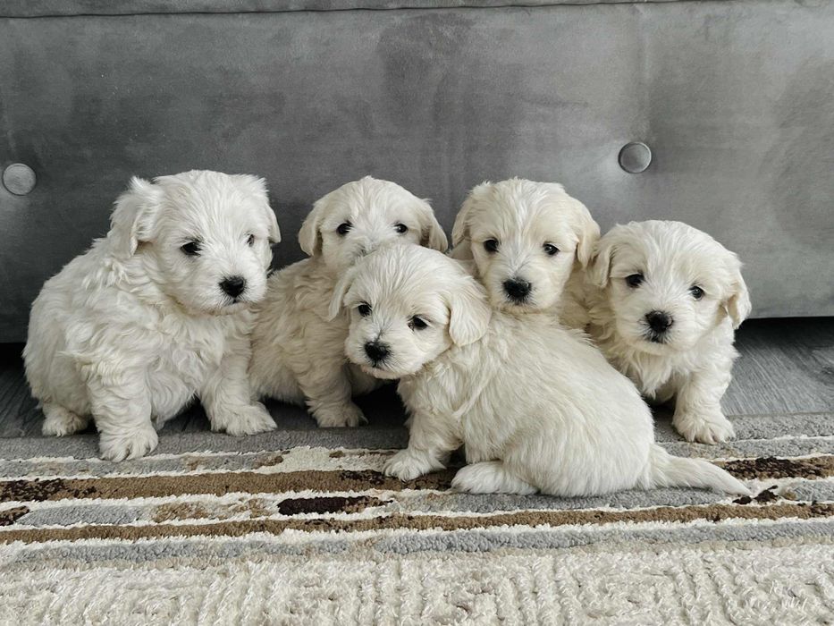 Bichon maltez 500 lei negociabil