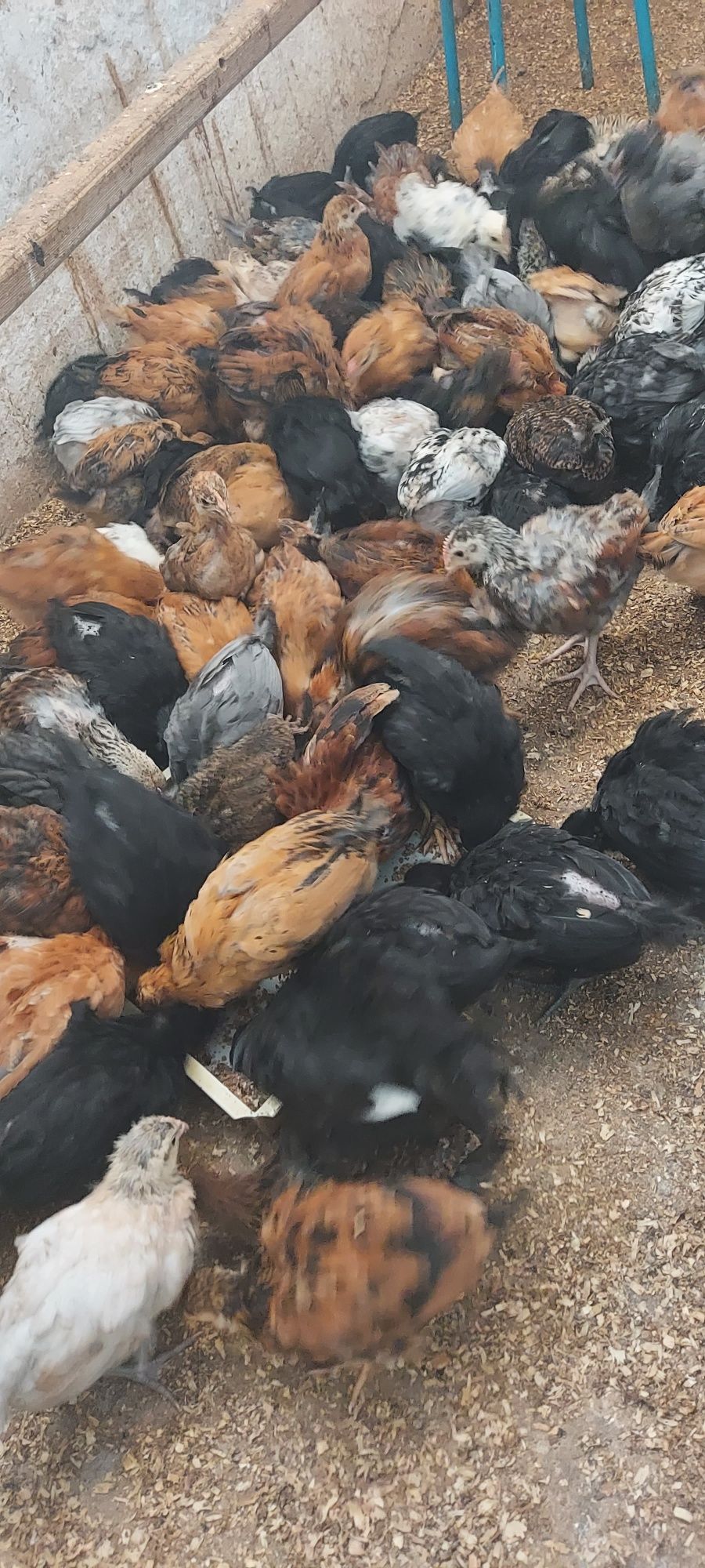 Продам  цыплят Кучинская  +Джерсийский  2 мес 2000 тнг