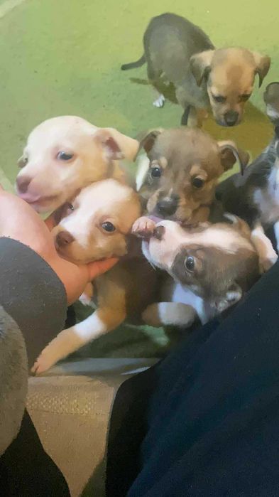 Подаряват се малки кученца