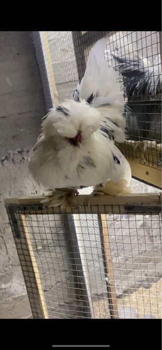 Кареский япон хурозла.