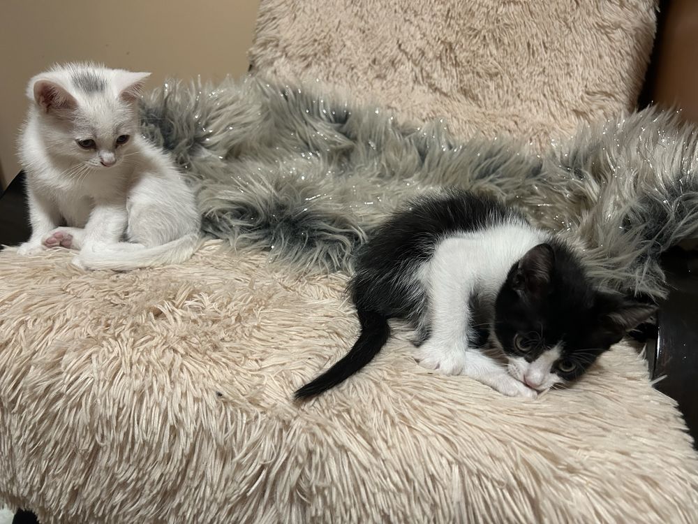 Подарявам котенца