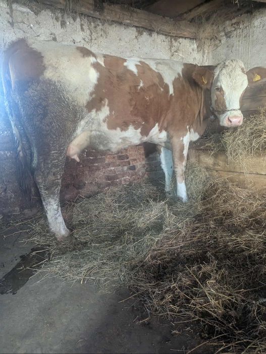 Juninca baltata romaneasca