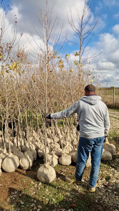 Vand platani diferite dimensiuni