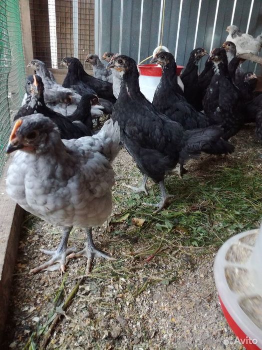 Джерсийский гигант цыплята