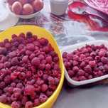 Продам малину  свеже собраную