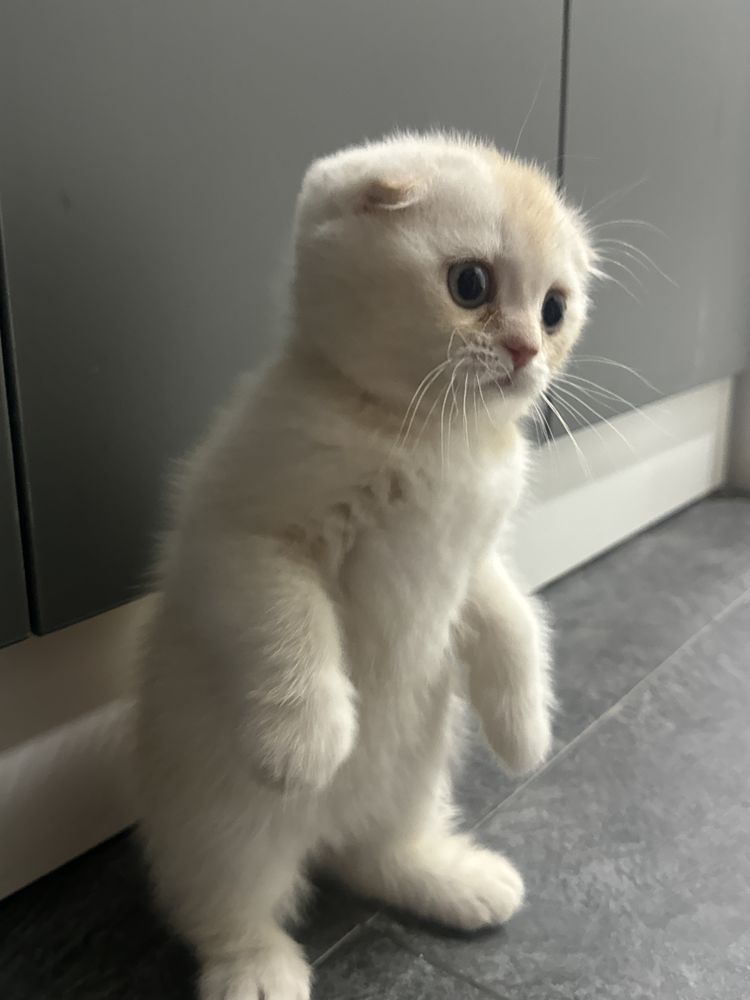 Котёнок скотиш фолд