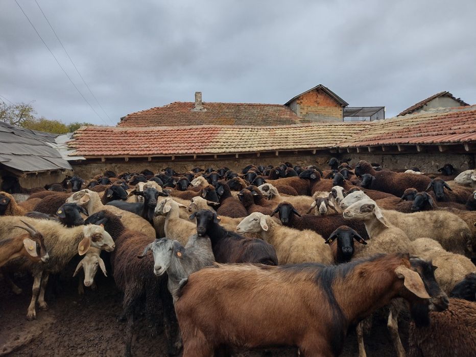 Продавам агнета,ярета и шилета