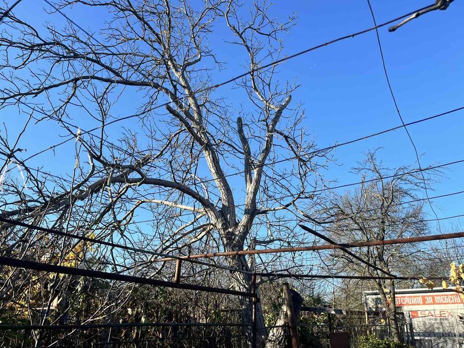 Продавам дърво ствол орех.