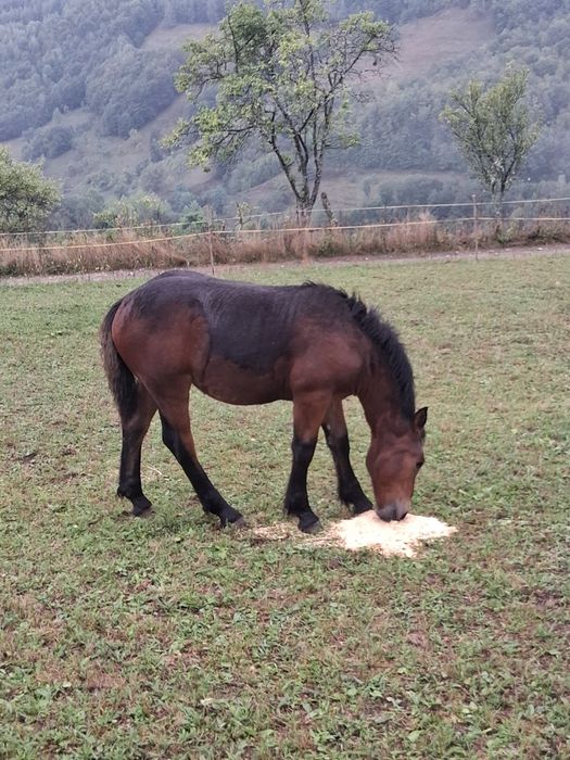 Vând  mânza se trage din  iepa semi grei