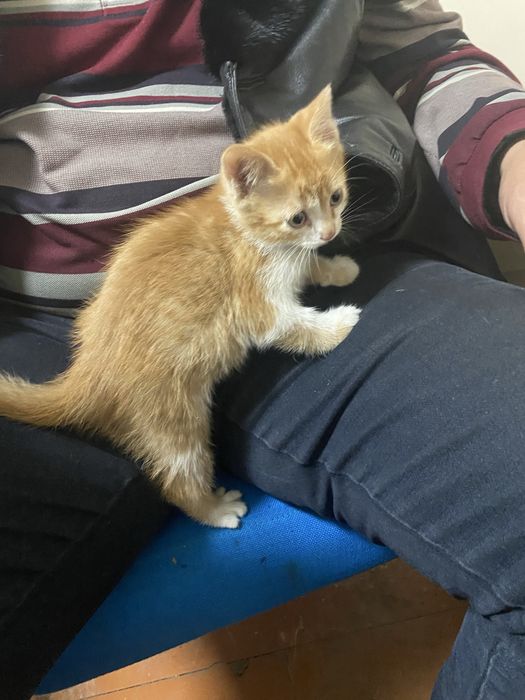 Котята бесплатно