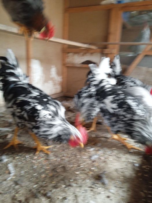 Ligorin Dalmatin zotli Xo'rozlar SOTILADI