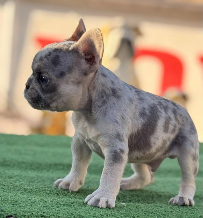 Френски булдог / Frenchie
