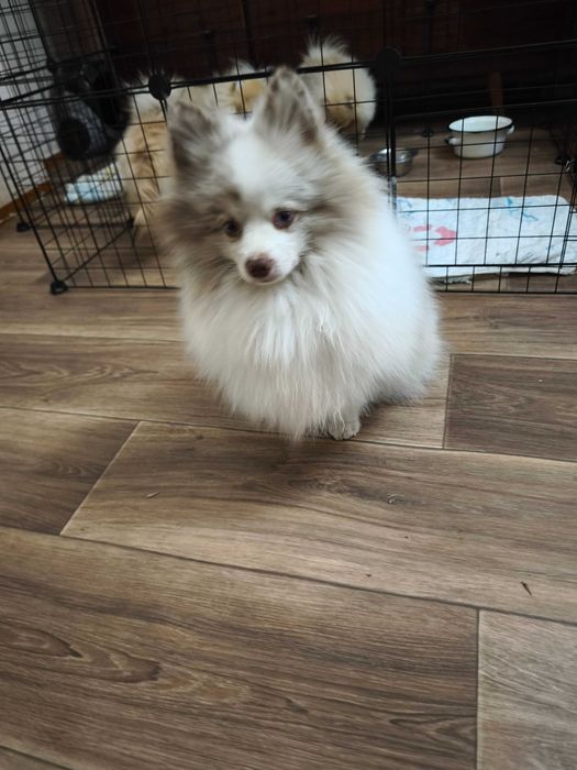 Кобель немецкого шпица