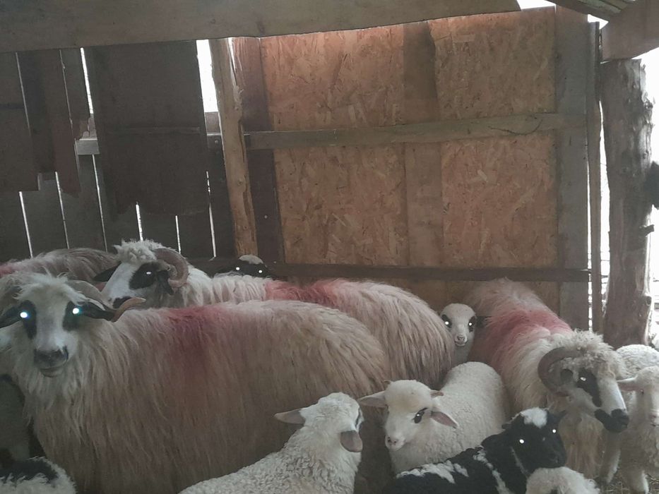 De vânzare 6 oi cu miei