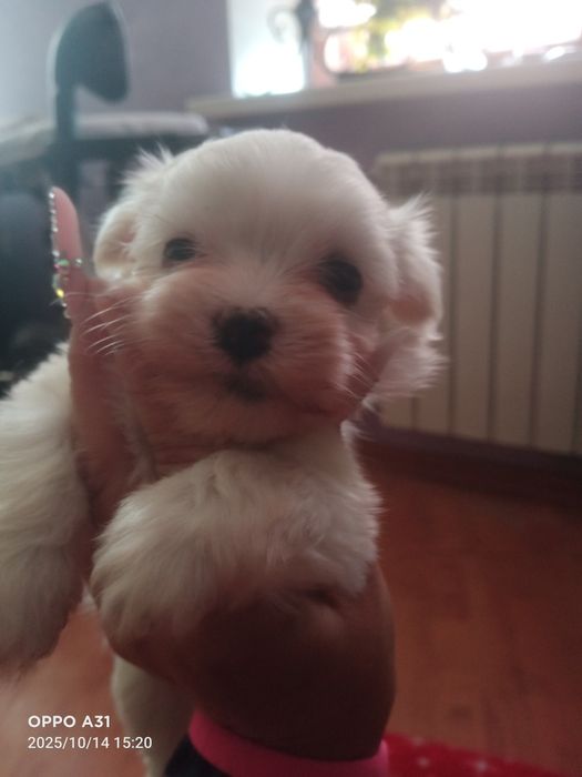 Щенки породы мальтезе мальтиПу