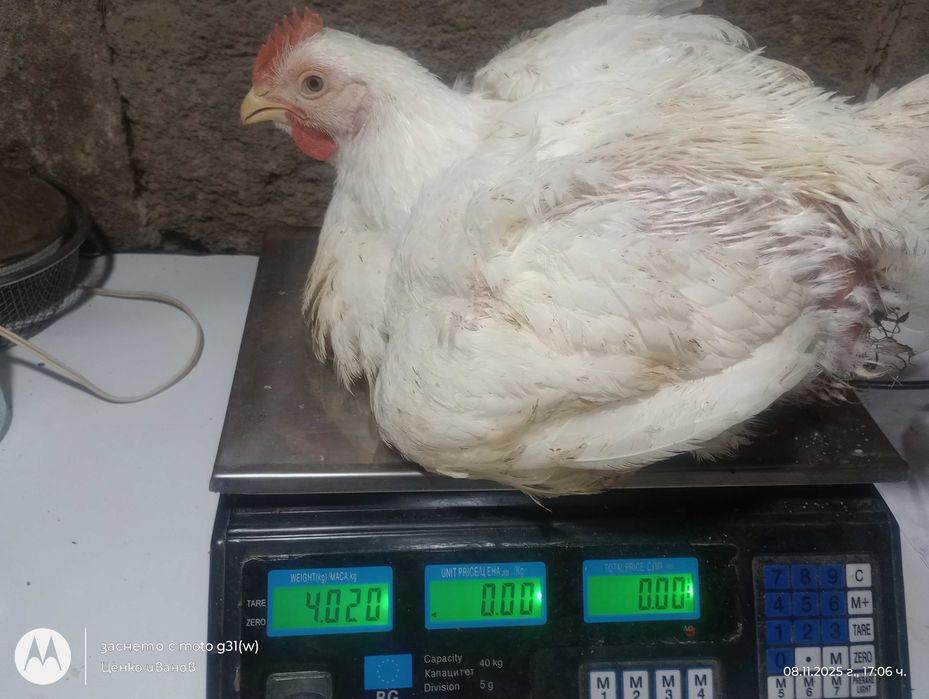 Бройлери  за клане