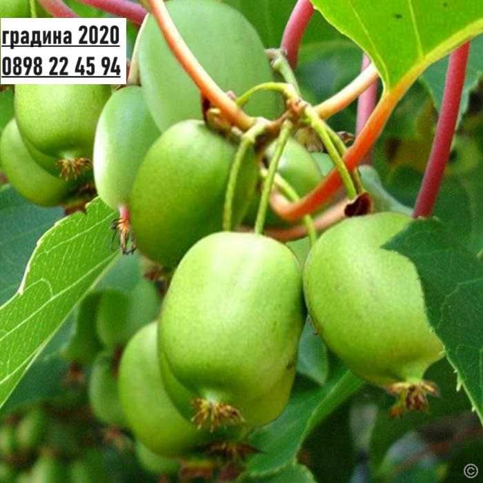 Киви Actinidia arguta Issai - МИНИ КИВИ