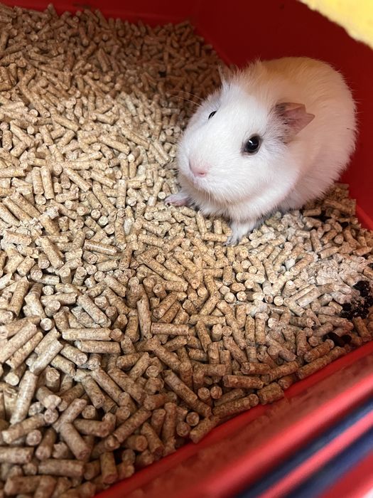 Donez purcelusa Guineea