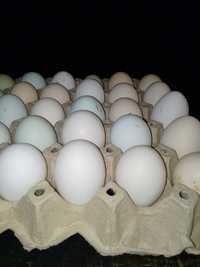 Продавам домашни био яйца