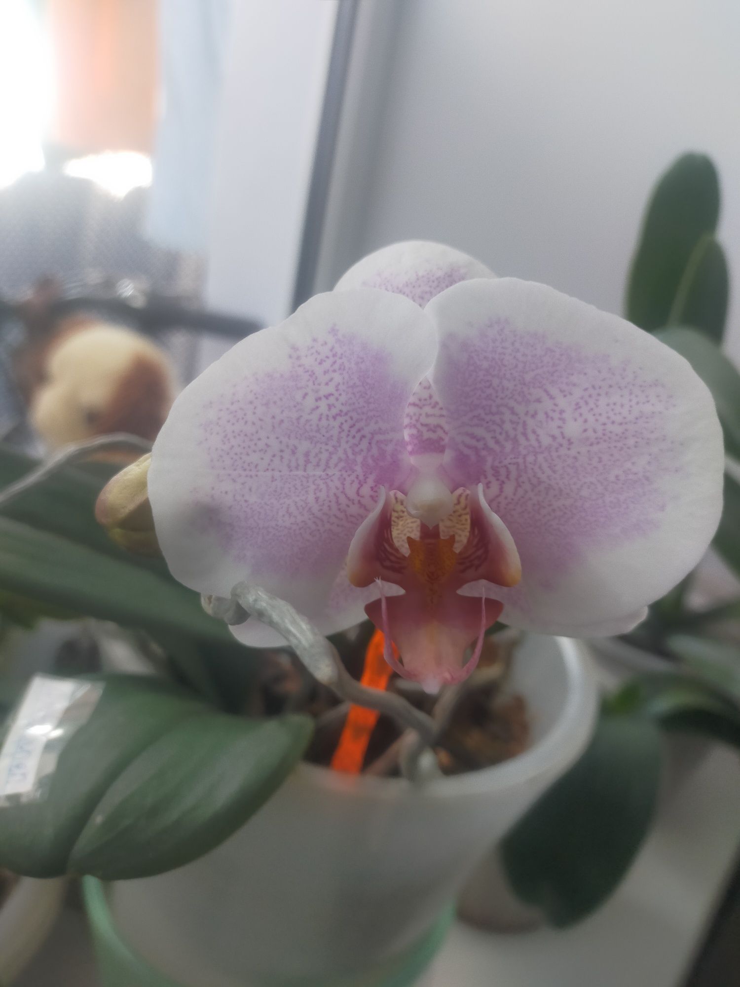 Продам орхидеи , разных сортов