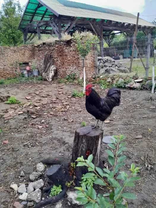 Vând ouă de găini pentru consum sau incubat