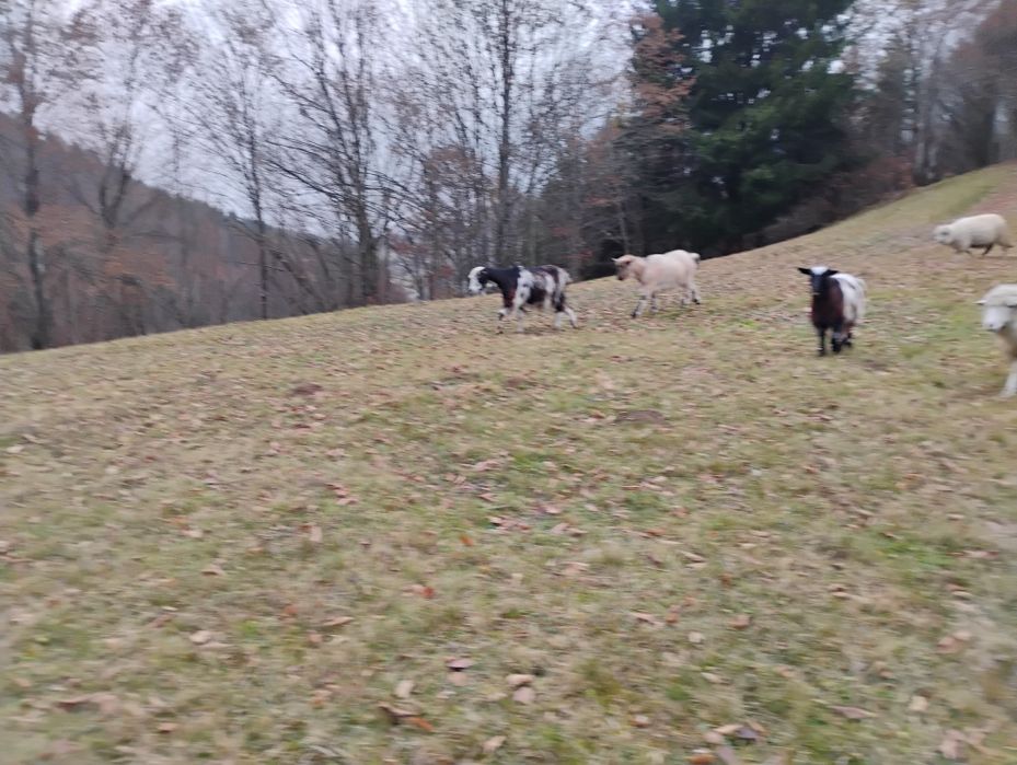 Oi de vanzare de a fata