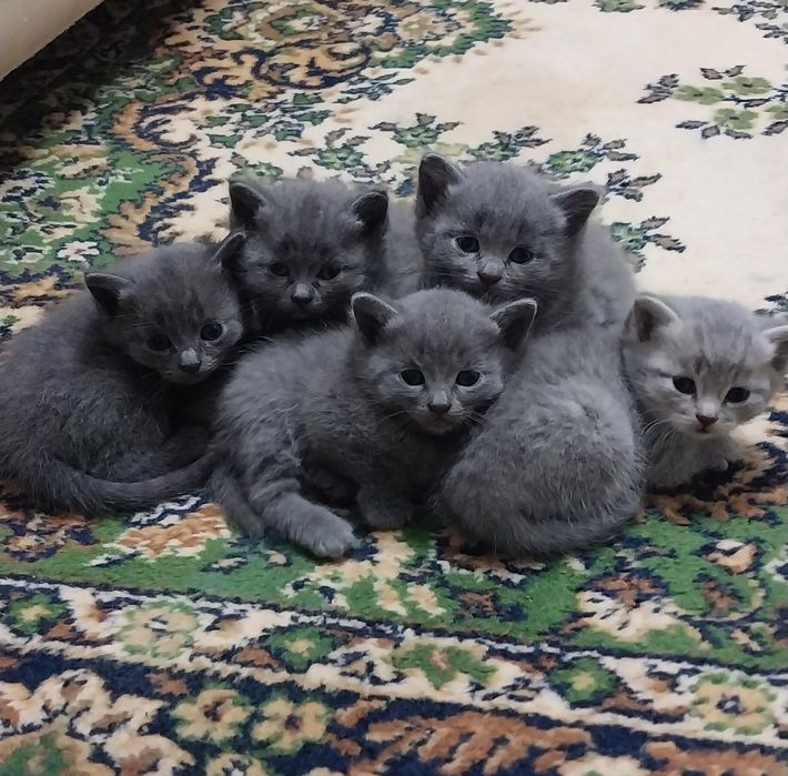 Британские котята