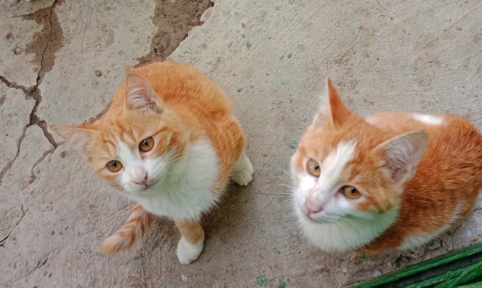 Котята,3мес.мальчики-рыжие
