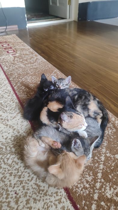 Отдам даром в хорошие руки.