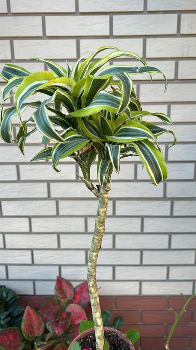 Драцена Распродажа