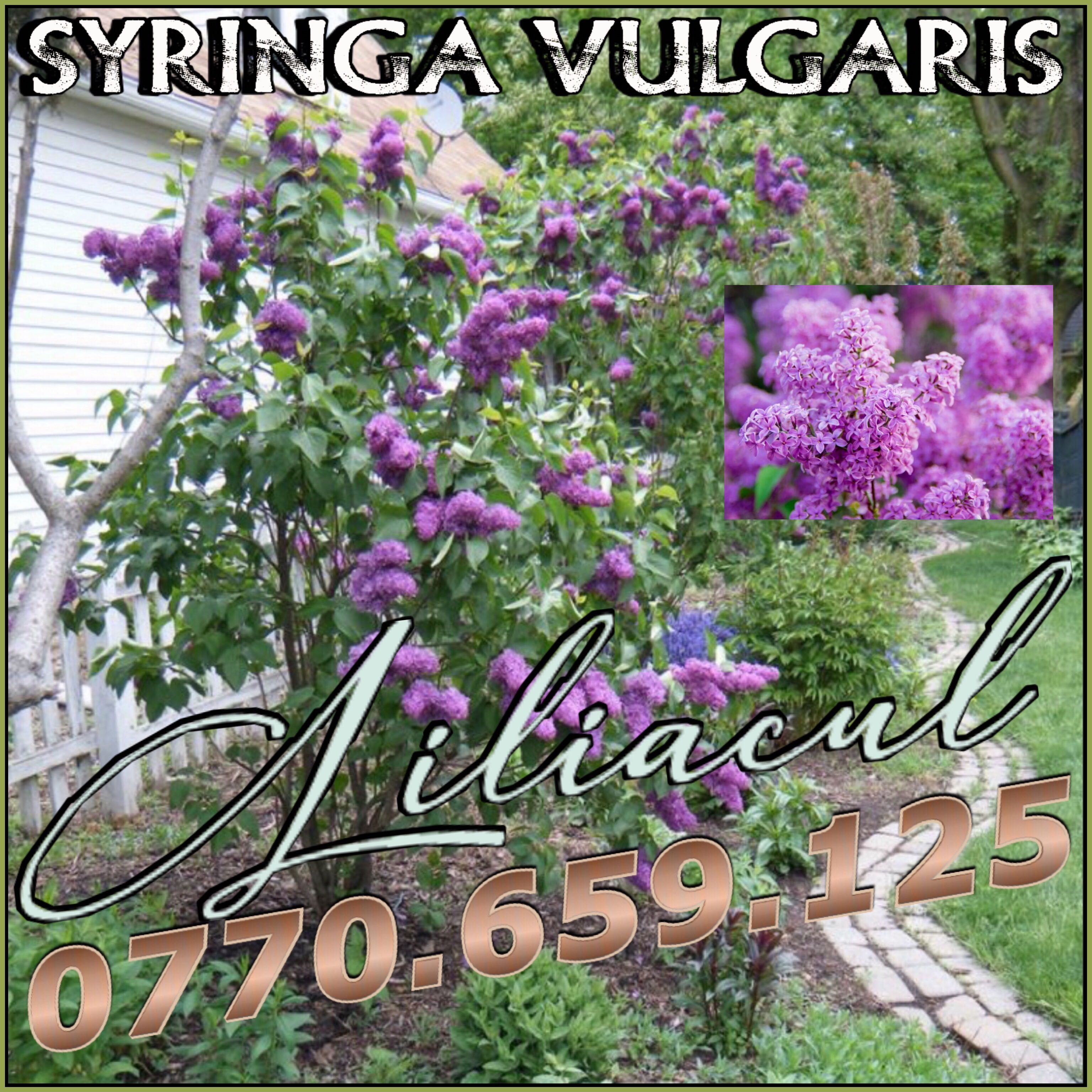 Liliacul ( Syringa vulgaris )