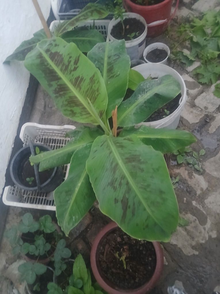 Banan ko‘chatlari sotiladi